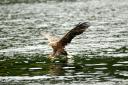 White-tailed eagles have been spotted near Loch Lomond