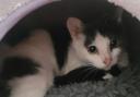 An APPEAL has been launched for information after a cat was found giving birth in a crisp box.