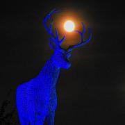 Full moon stag by Gerry Doherty