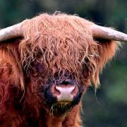 Picture of the week: Meet Archie the Highland Bull