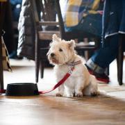Tullie Inn in Balloch is offering a new dog menu