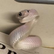The snake was found on Glasgow Road on Saturday, September 9