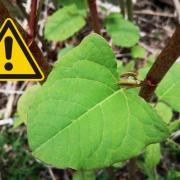Places across West Dunbartonshire are being affected by Japanese knotweed