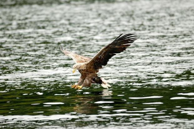 White-tailed eagles have been spotted near Loch Lomond