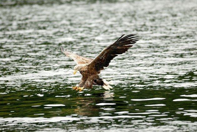 Loch Lomond Sea Bird: Giant species returns to National Park
