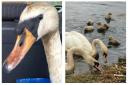 The swan family were covered in oil and had to be saved