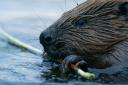 A family of beavers will be moved from Tayside to the Loch Lomond National Nature Reserve (NNR)