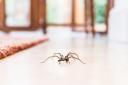 As someone with a fear of spiders, I tested out the £1.40 hack to keep spiders out of your home, available from most supermarkets and online