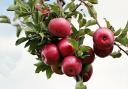 The Friends of Geilston Apple Day is back on Sunday, October 2