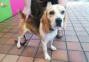 The beagle was found near Dalreoch Train Station last week