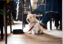 Tullie Inn in Balloch is offering a new dog menu