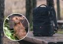 The baby hare travelled in the backpack from Durham to Gartocharn