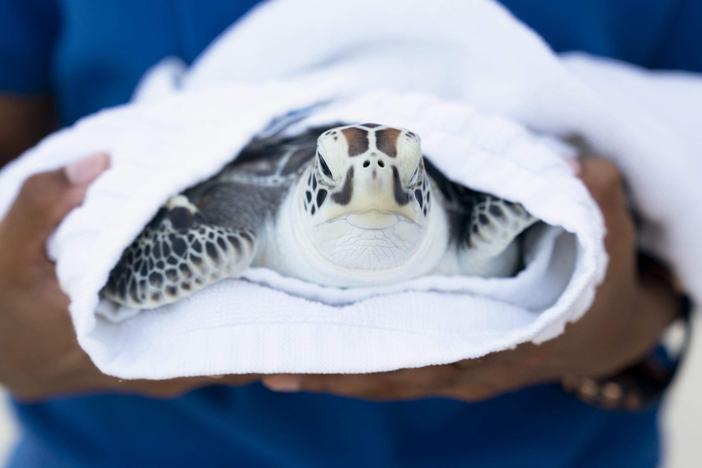 Loch Lomond: Injured sea turtle finds new Scottish home from Maldives