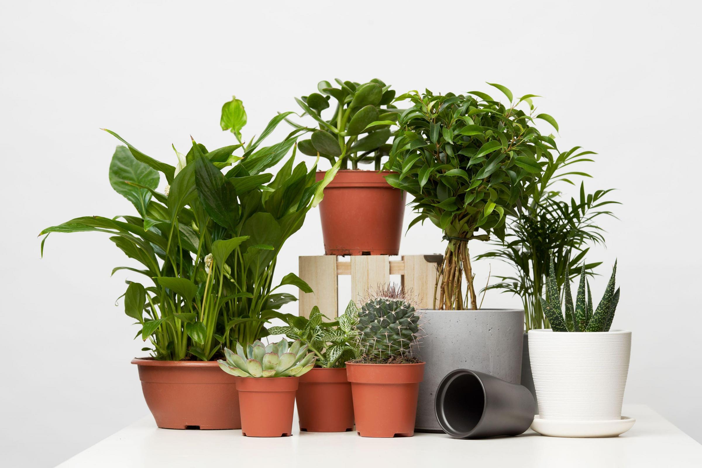 Indoor plants to brighten up working from home from B&Q, Homebase, M&S and more
