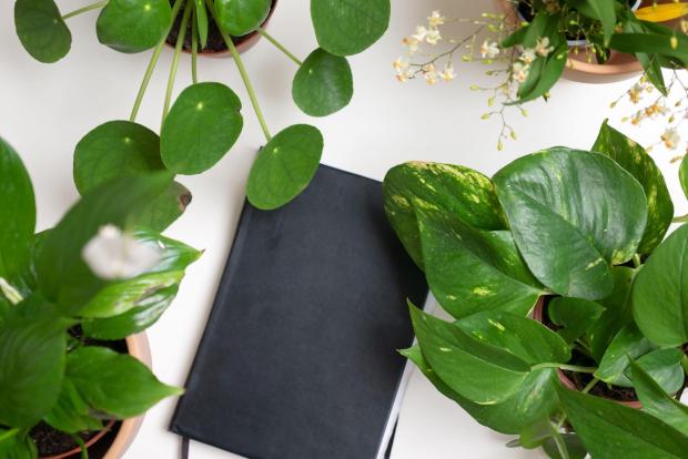 Dumbarton and Vale of Leven Reporter: A black notebook surrounded by indoor plants. Credit: PA