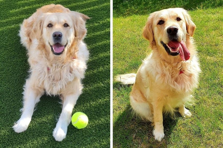 Dumbarton golden retriever Sandy scoops prize after topping public vote