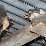 Barn swallow feeding time, by James Duncan