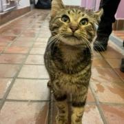 Oliver the cat is waiting for his forever home