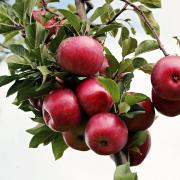 The Friends of Geilston Apple Day is back on Sunday, October 2