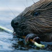A family of beavers will be moved from Tayside to the Loch Lomond National Nature Reserve (NNR)
