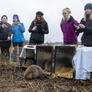 A family of seven beavers, two yearlings and their offspring, arrived in Loch Lomond for the first time in centuries