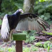 The Loch Lomond Bird of Prey Centre reopens at 10am on Saturday, February 11