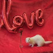 Sprout, a ferret being cared for by the Scottish SPCA, is seeking a new home this Valentine's Day