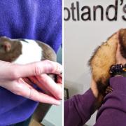 A male hamster [left] and female ferret [right] were discovered in West Dunbartonshire