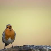 People in Dumbarton and the Vale are invited to listen to bird song