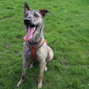 Luna the Lurcher is currently in the care of the Scottish SPCA's Dunbartonshire Centre