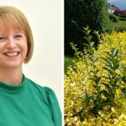 Councillor Karen Murray Conaghan talks about the loss of green space in her latest column