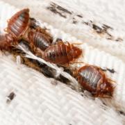 Bed bugs make it hard for people to be uncomfortable and unable to sleep