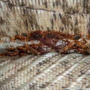 Bed bugs are becoming a growing concern in the UK