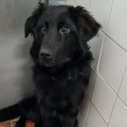 The male, collie cross was found on November 30