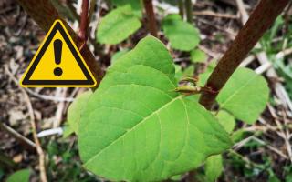 Places across West Dunbartonshire are being affected by Japanese knotweed